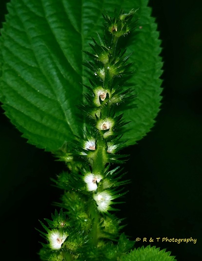 {Acalypha ostryifolia}